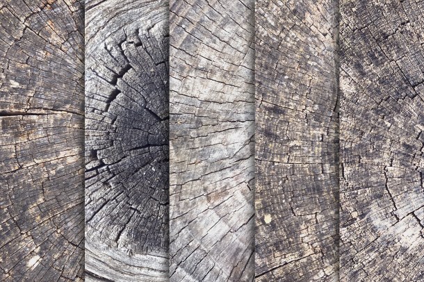 3 Tree Trunk Stump Textures x10 (1820)